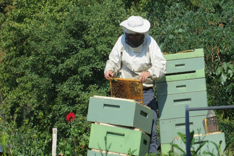 В регионах России отмечена массовая гибель пчёл